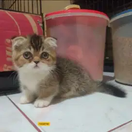 Munchkin gaelic[scottish fold]