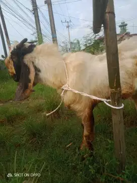 Jual hewan qurban