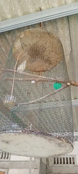 Burung prenjak lumutan laki laki
