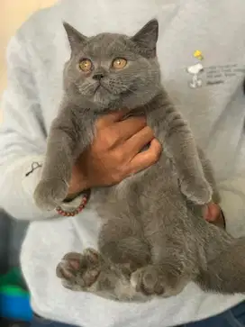 BSH Blue Kucing British shorthair abu abu