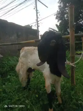 Jual hewan qurban sehat