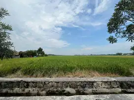 Tanah di Wonoayu, Sidoarjo, Jawa Timur