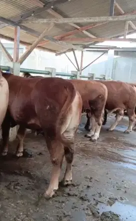 Sapi Qurban Sesuai Syariat