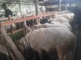 DOMBA QURBAN TERMURAH