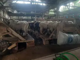 DOMBA QURBAN TERMURAH