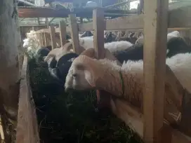 DOMBA QURBAN TERMURAH
