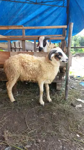 Hewan kurban sapi dan domba