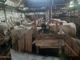 DOMBA QURBAN MURAH GRATIS PENGIRIMAN