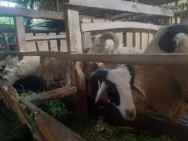 DOMBA QURBAN MURAH GRATIS PENGIRIMAN