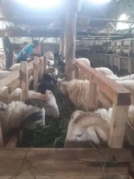 DOMBA QURBAN MURAH GRATIS PENGIRIMAN