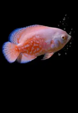 Ikan Oscar batik albino