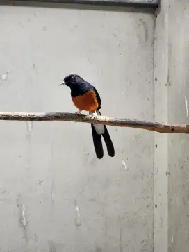 Murai Hutan Ekor Panjamg Asli Lokal Medan Mapan Burung Lawas