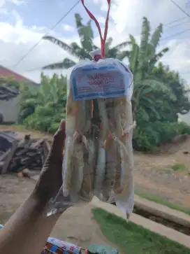 OLEH - OLEH KEMPLANG LAMPUNG