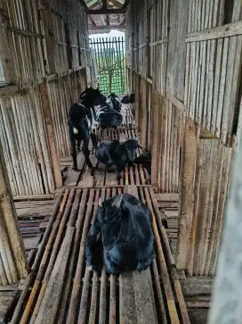 Jual kambing bandot dan kambing full hitam