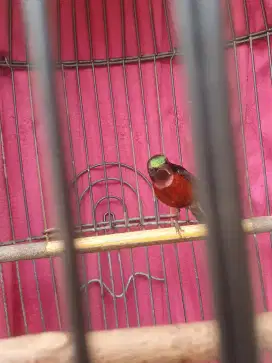 Burung kolibri ninja