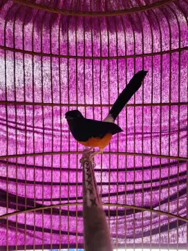 Murai Hutan Asli Lampung Super Burung Lawas