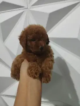 Lucu, gemes, Betina Toy Poodle, 2 bulan