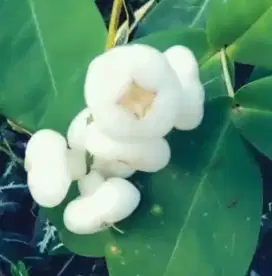 Jambu Air Kancing putih / Jambu Benik putih langka