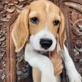 Beagle Betina Stambum