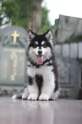 Alaskan Malamute