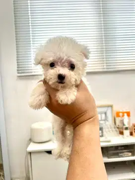 bichon puppy betina ( poodle maltese shitzhu minipom)