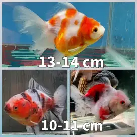 Ikan Mas koki maskoki paket 3 ekor