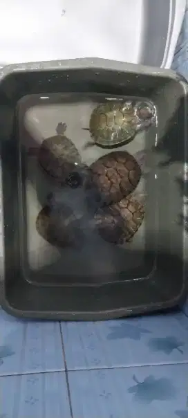 Jual kura kura brazil ada 5 ekor