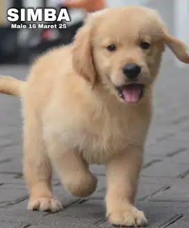 Jual golden jantan big bone