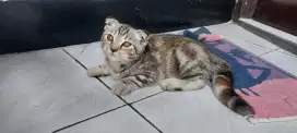 Scottish fold (munchkin ns) betina