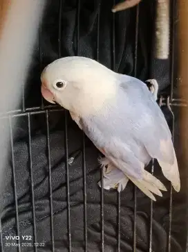 Lovebird biola pastel vio cling love bird betina