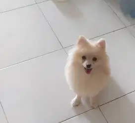 SUPER MINIPOM JANTAN STAMBOM