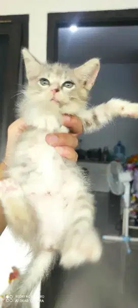 Kitten persia torties