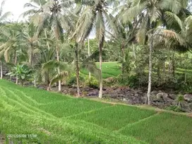Tanah View Sawah dan Sungai dekat Villa Bali Lush dan Green Retreat