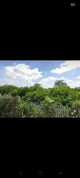 JUAL CEPAT LAHAN KEBUN JERUK KRAGUMAN DAU MALANG