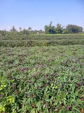 Dijual Tanah Subur 8142m 1,5Miliar Utara Koramil Kerjo, Karanganyar