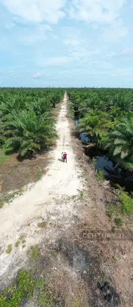 Lahan Luas Perkebunan Kelapa Sawit Di Pontianak