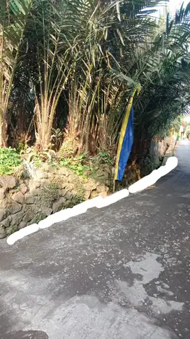 Dijual Cepat Tanah Luas  Kebon Salak  di wonokerto turi