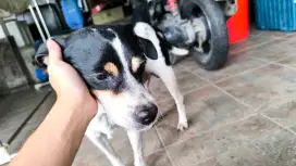 2 anjing kampung