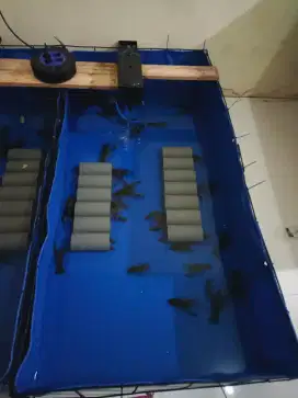 Indukan lobster air tawar