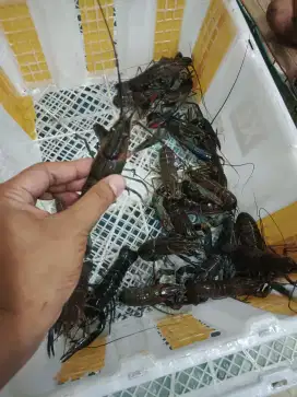 Indukan lobster air tawar