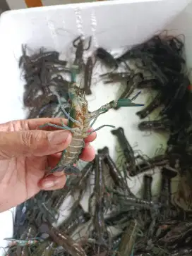 Indukan lobster air tawar