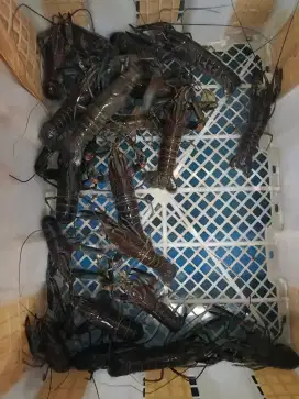 Indukan lobster air tawar