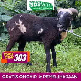 Jual Domba Gemuk untuk Kurban, Harga Terjangkau