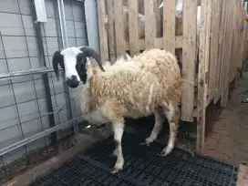 Domba kurban 30 kilo up