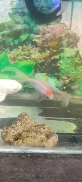 Ikan Komet slayer