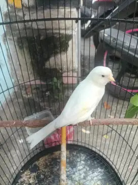 Kenari Putih Wiksar FS