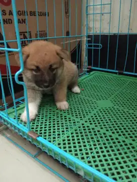Shiba inu termurah