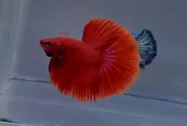 ikan cupang halfmoon super red