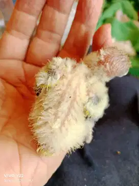 Lovebird lolohan biola Ewing green love bird