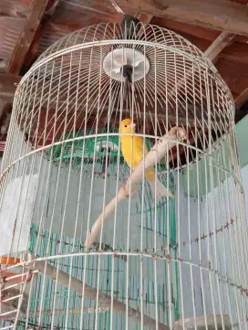 Burung kenari kuning